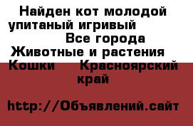 Найден кот,молодой упитаный игривый 12.03.2017 - Все города Животные и растения » Кошки   . Красноярский край